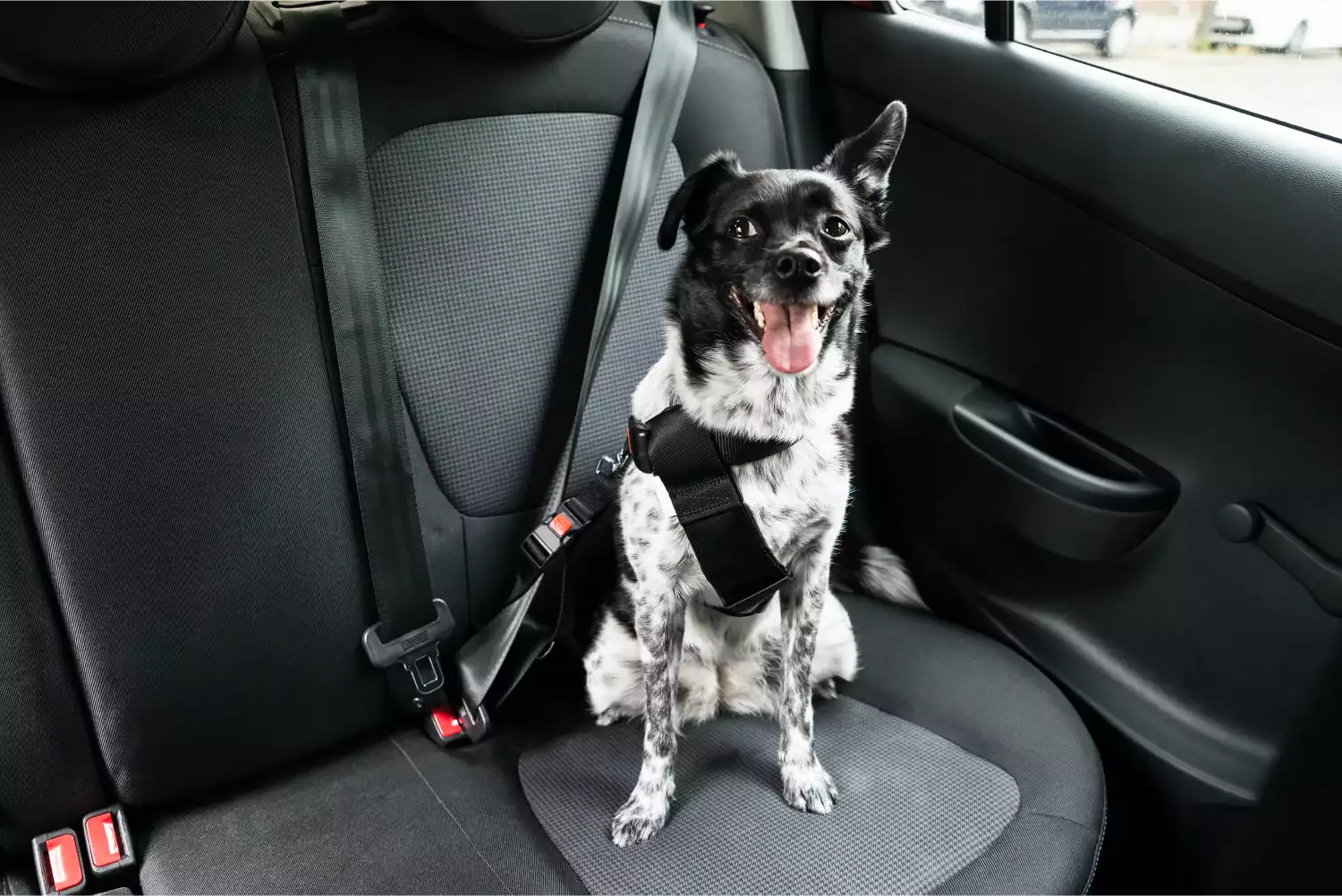 Papillons  Dog Safety Belt for Nissan Murano